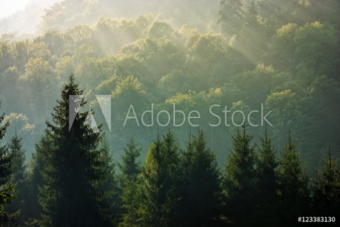 Picture of Spruce forest on foggy sunrise in mountains